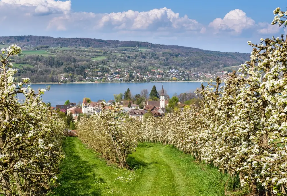 Thurgau